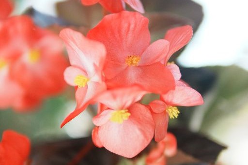 Flower Residence catalog